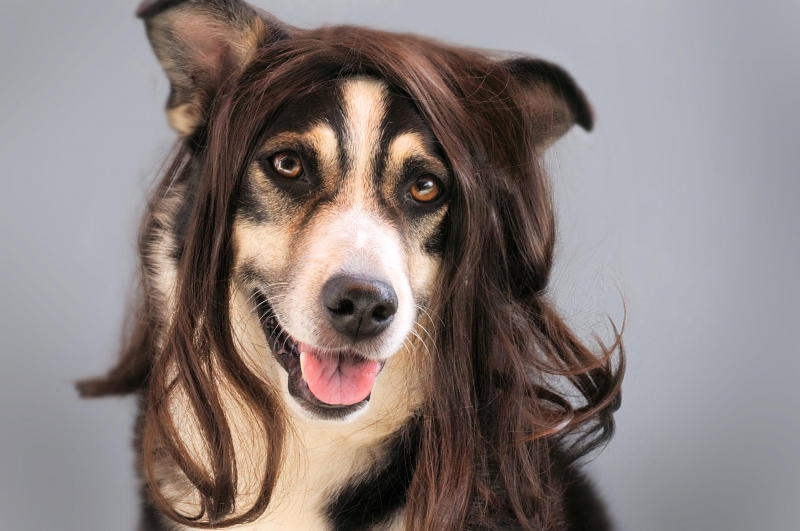 coiffure-LA FARLEDE-min_dog-1776721
